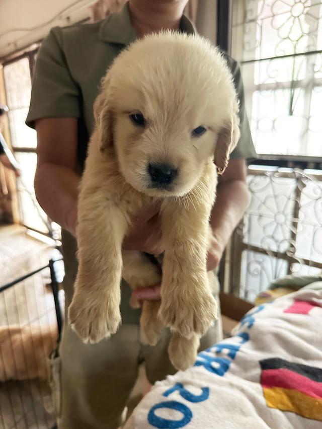 ลูกสุนัข Golden retriever แท้ 7