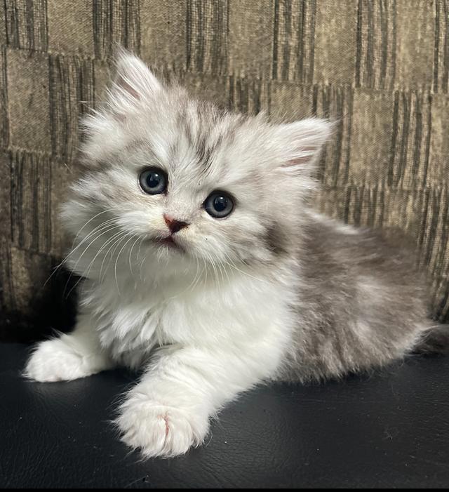 น้องเจ๊ไฝ(เพศเมีย)เกิด19/9/68