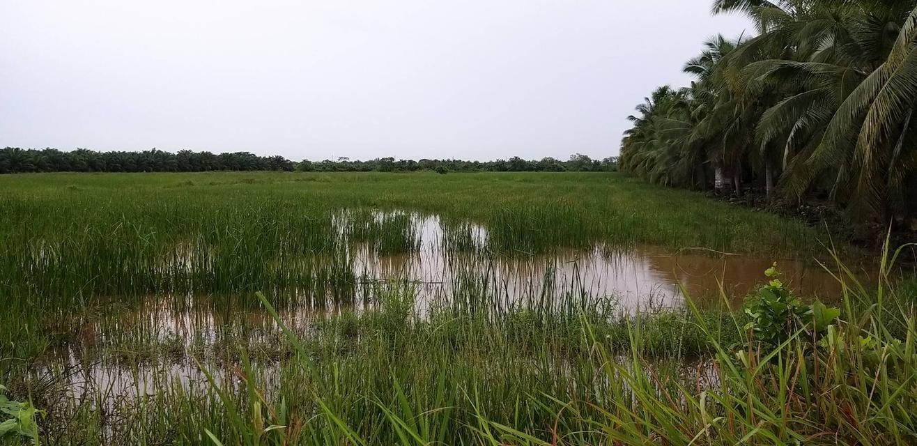 ขายที่ดิน อ.เมือง นครศรีธรรมราช 2