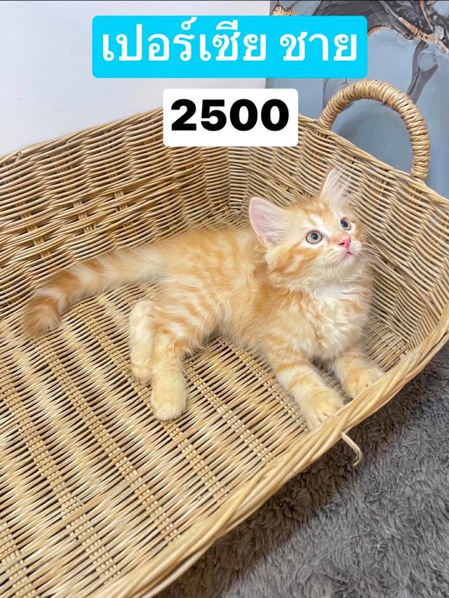 เปอร์เซีย ส้ม ชาย❌ปิด❌ 2500