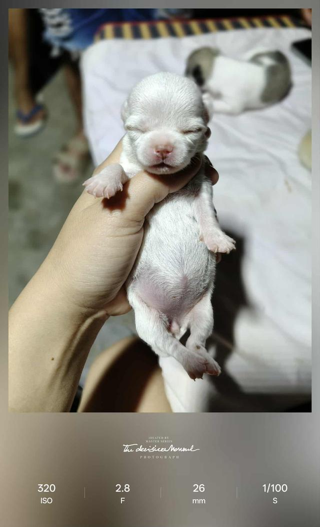 เปิดจองชิวาว่าเเท้ขนสั้น 4500 ไซส์เล็ก 4