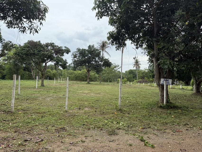 Land plot  5