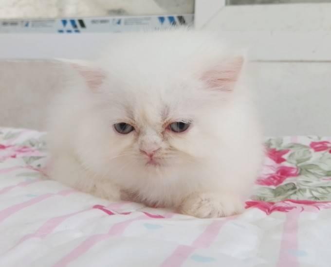 แมวเปอร์เซียเซียน่ารักมากเมีย พระรามสอง เทียนทะเล20 รูปที่ 2