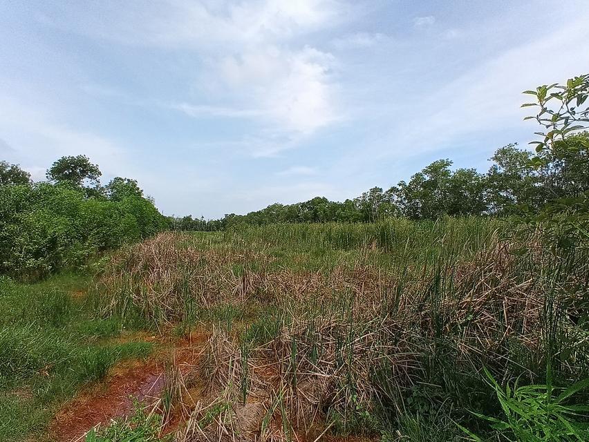 ที่ดิน 10-2-90 ไร่ ถ.เลียบคลอง10ฝั่งตต. หนองเสือ ปทุมธานี
