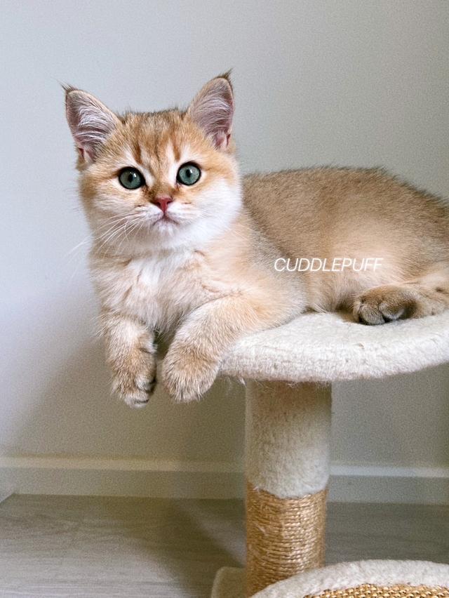 แมว British Shorthair รูปย่อยที่ 3