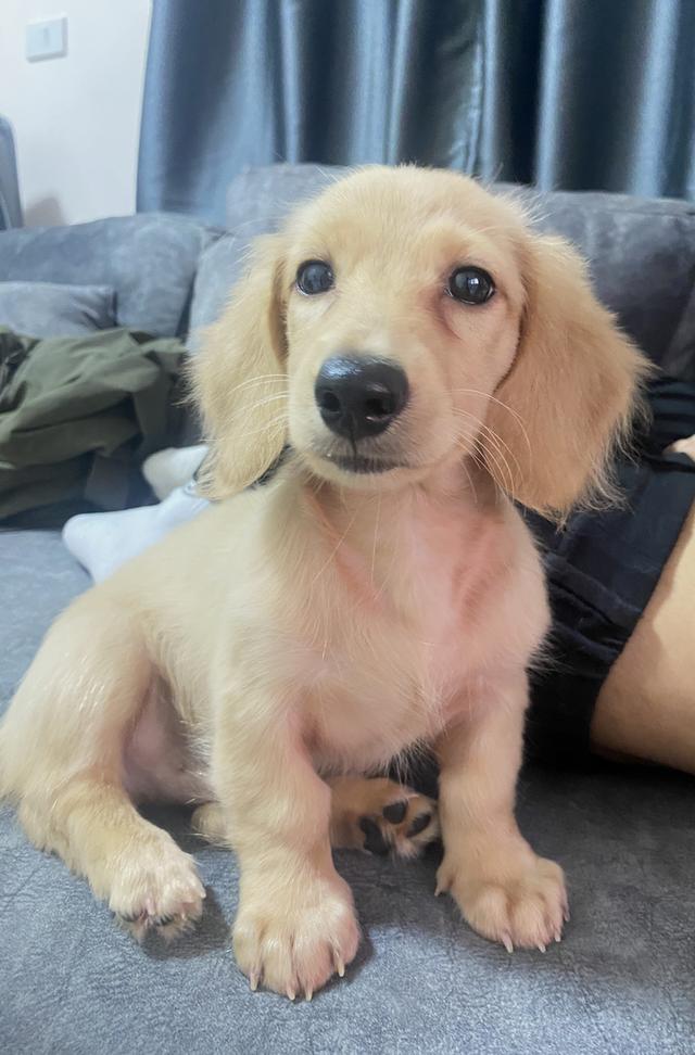 ดัชชุนขนยาว มินิ สีครีม เพศผู้ 3 เดือน มีใบPedigree