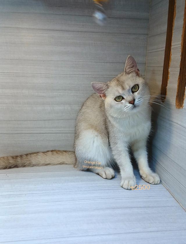 แมวสก้อตติช สีซิลเวอร์ เพศผู้ อายุ8เดือน ยังไม่ทำหมันขี้อ้อนไม่หวงตัวเคยทำวัคซีนแล้ว1เข็ม ตรวจหัดให้ก่อนย้ายรับประกันเอดส์แมวกับรคีเมียคะ