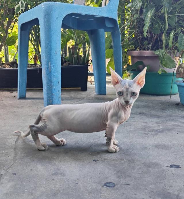 แมวสฟิงซ์ขาสั้นสายพันธ์แมมบิโน่ 5