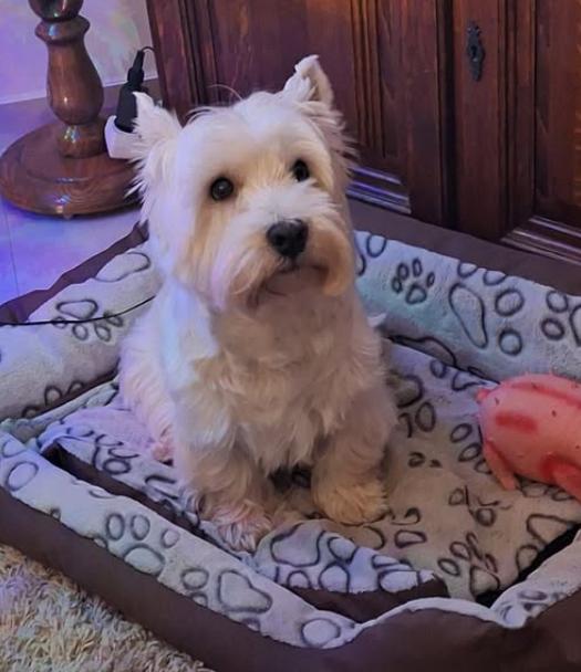 ขาย West Highland White Terrier เพศเมีย