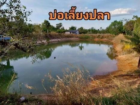 ที่ดินราคาถูก บ้านบึง ไร่ละ 1.55 ล้าน เนื้อที่ 17- 3- 61 ไร่ วาละ 7,161 บาท บ้านบึง ศรีราชา ชลบุรี 8