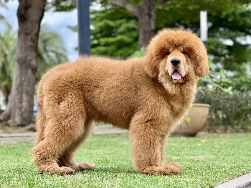 ทิเบตัน มาร์ฟทิฟ นำเข้าจากประเทศจีน 9