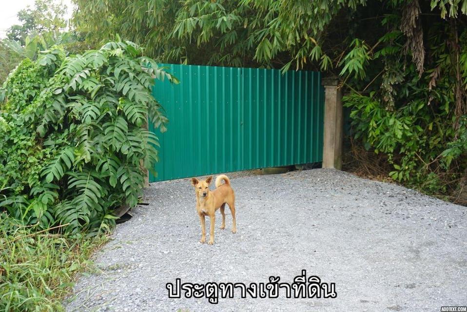 ขายที่ดินติดแม่น้ำท่าจีน อ.สามพราน จ.นครปฐม 3
