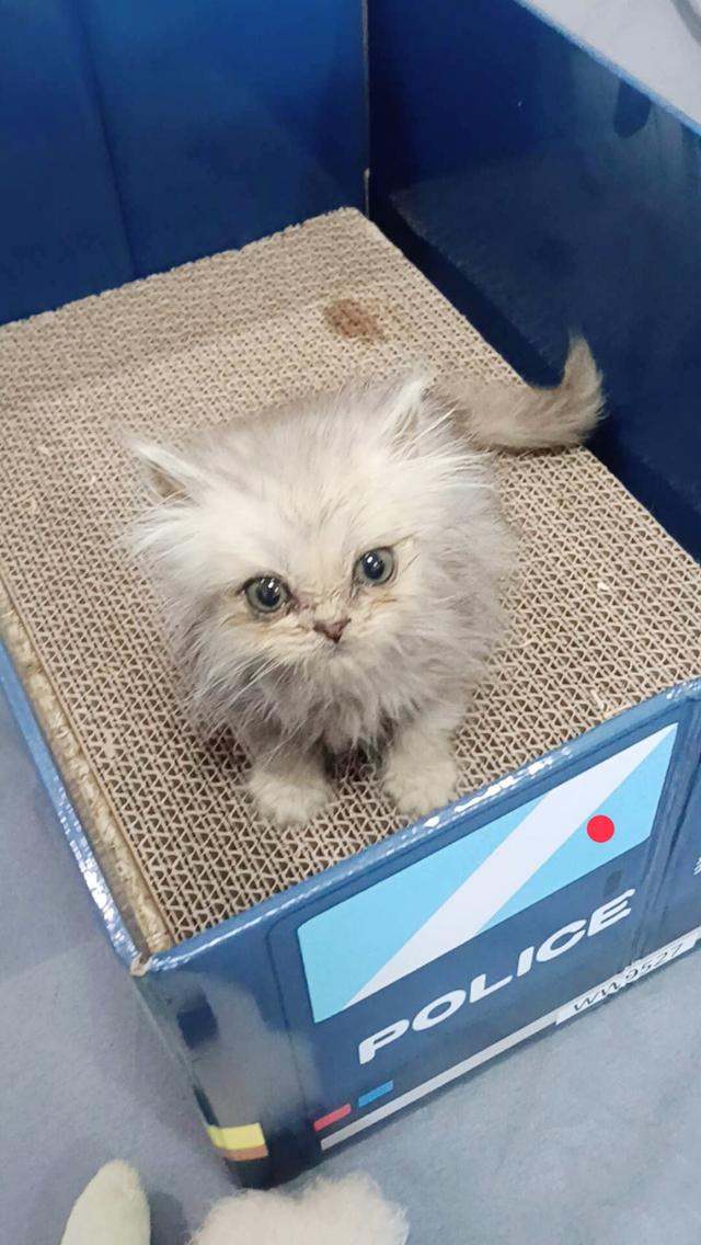 ลูกแมวเปอร์เซีย แท้ๆๆ นนทบุรี