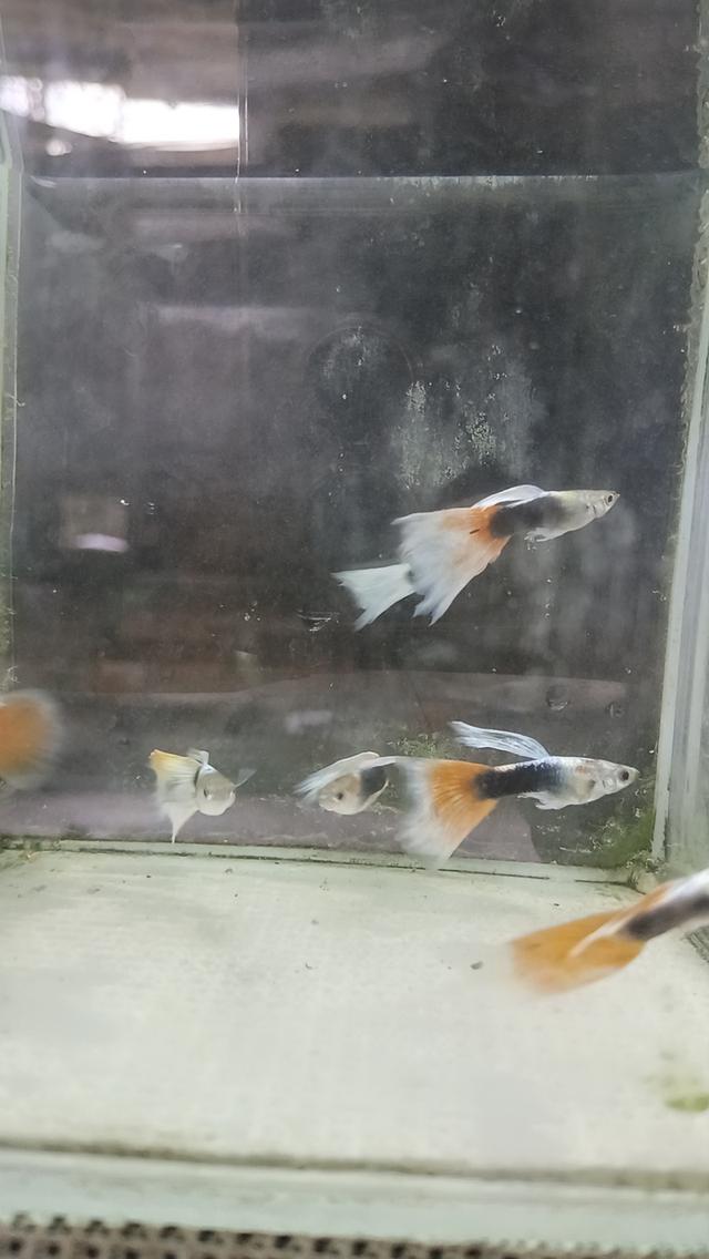 ปลาหางนกยูงตัวละ5บาท รูปที่ 19