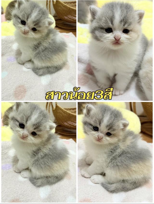 แมวสก๊อติช สาวน้อยน่ารักขี้อ้อน รูปย่อยที่ 3
