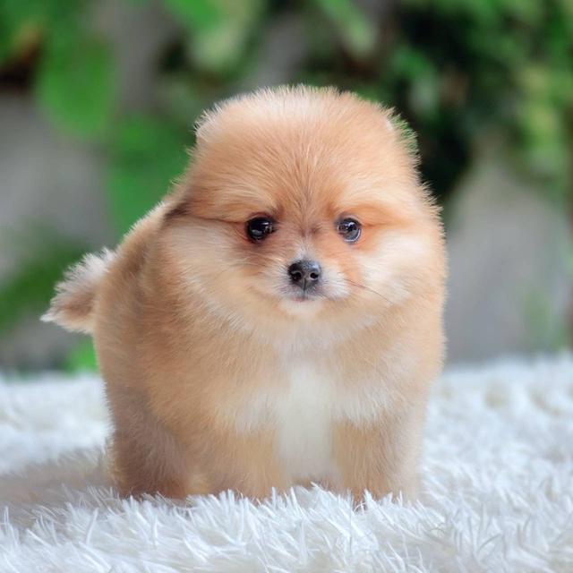 ปอมเมอเรเนียนแท้ เพศหญิง พร้อมย้ายบ้าน รูปที่ 2