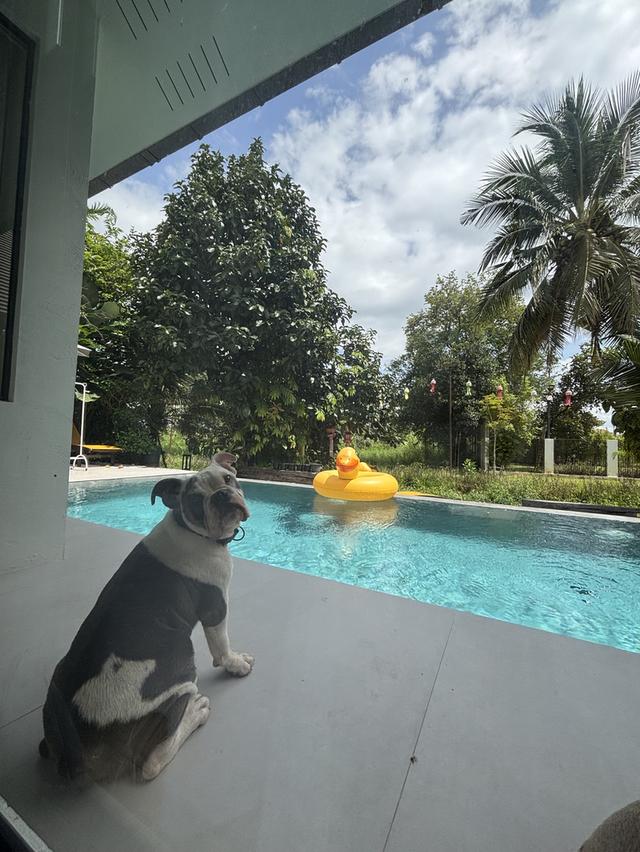 หาบ้านใหม่ให้บุลล็อก (American Bulldog) เพศผู้ อายุ 1 ปี — น้องร่าเริงและพลังเยอะมาก (เชียงใหม่) รูปที่ 1