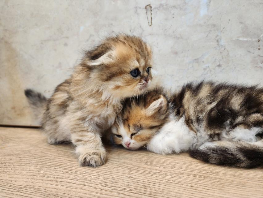 แมว สก็อตติช อายุ 2-3 เดือน ตัวละ 5000 พิกัดไทรม้า 10