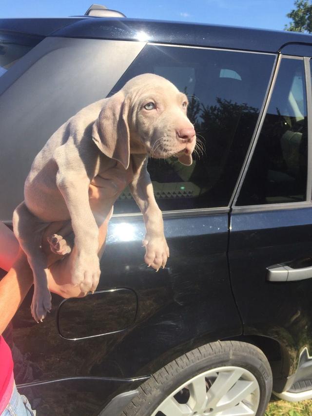 Weimaraner Puppies | WhatsApp me : +66 63 826 3042