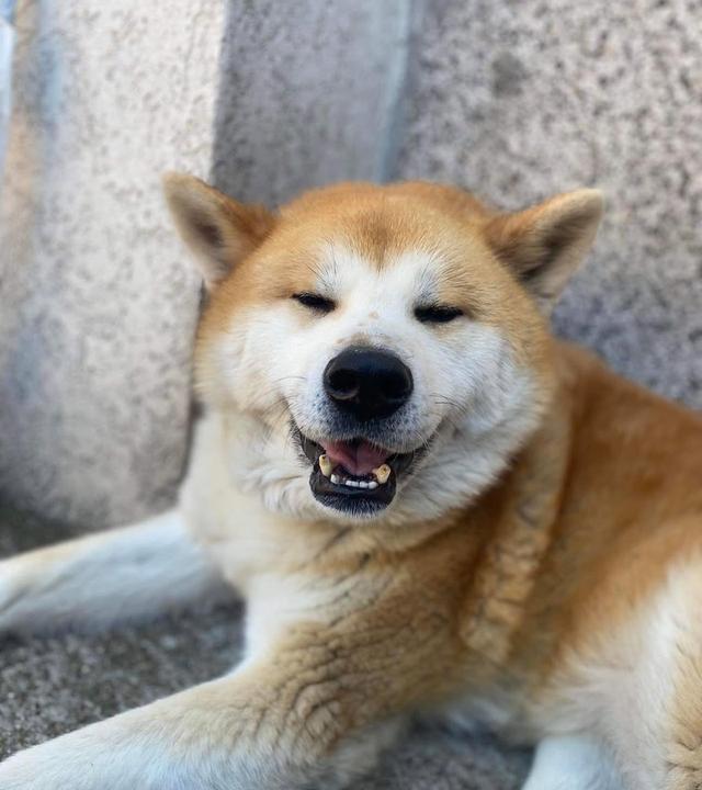 ขาย Dog Akita พันธุ์แท้นำเข้า