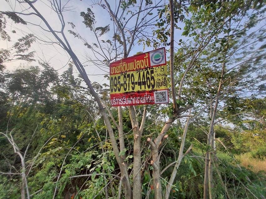 Vายถูกที่สุด ที่ดินติดถนนเลียบคลองสิบสี่  2 ไร่ ทำเลดี มีอนาคต นักลงทุนไม่ควรพลาด อ.หนองเสือ จ.ปทุมธานี 2