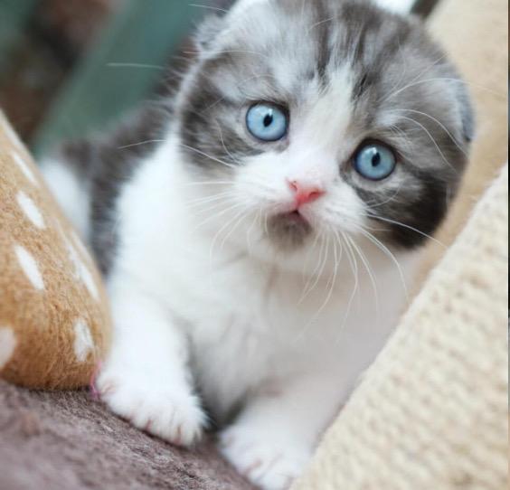 แมวสก็อตติชโฟลด์ ตาสีฟ้า  3