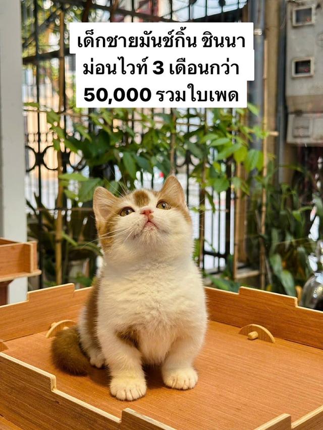 แมวมันช์กิ้น เด็กชาย