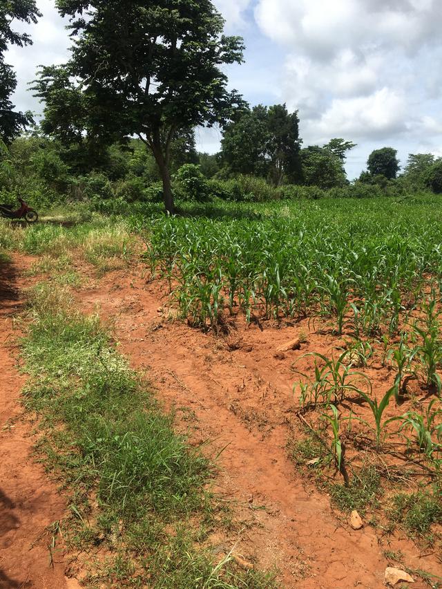 ขายที่ดินโฉนดเขาใหญ่ เนินเขา วิวสวย 28 ไร่ 1 งาน 83 ตารางวา ต.วังไทร อ.ปากช่อง จ.นครราชสีมา 6