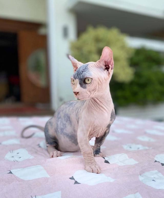 3.แมวดเวล เพศเมีย Dwelf Cat Female รูปที่ 2