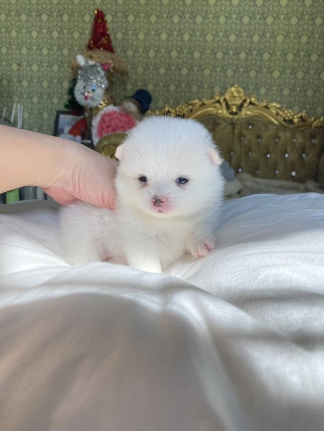 ลูกปอมแท้ แข็งแเรง สุขภาพดี สดใส ขี้เล่น มาดูตัวจริงได้นะคะ รูปที่ 3