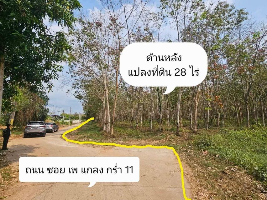 ขายสวนยางพร้อมที่ดิน ขนาด 28 ไร่ สวยและดี ราคาถูก ติดถนนสายสุขุมวิท-ท่าเรือแกลง จ.ระยอง  ที่ดินประเภท ชบ.1-12 ประเภทชุมชน (สีส้ม)🟠  ที 9