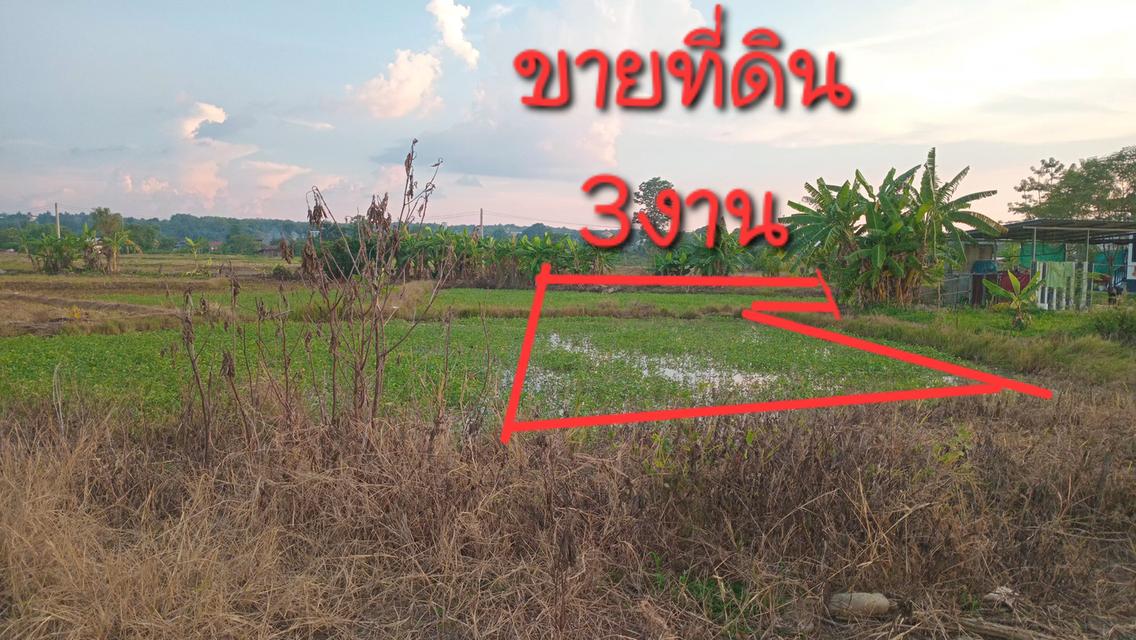 ที่ดินทำกินหรือบ้านกลางอากาศ 5
