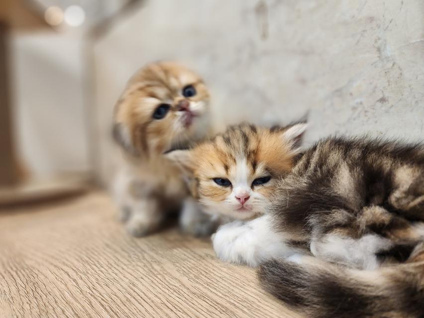 แมว สก็อตติช อายุ 2-3 เดือน ตัวละ 5000 พิกัดไทรม้า 9