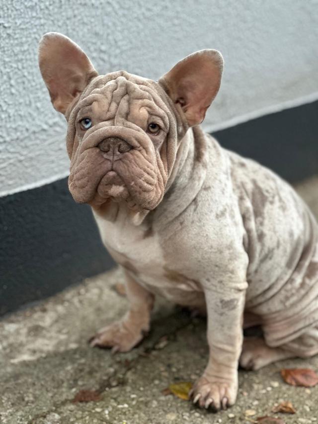 เฟรนช์บูลด็อกกำมะหยี่ Frenchbulldog vevlet big ropr