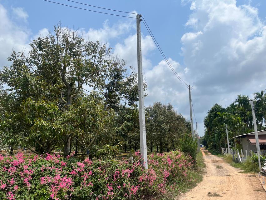 ขายที่ดินสวนทุเรียน อ.แกลง ระยอง ขนาด 1 ไร่ 2 งาน 40 ตร.ว. ต้นทุเรียน 9 ปี ประมาณ  50 ต้น 1