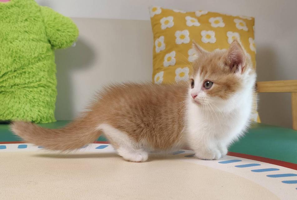 แมวมันช์กิ้น Munchkin short leg Oscat cattery chiangmai รูปที่ 11