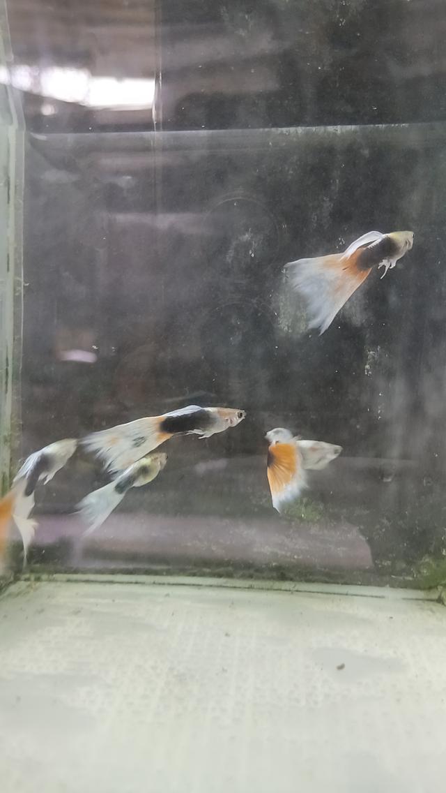 ปลาหางนกยูงตัวละ5บาท รูปที่ 15