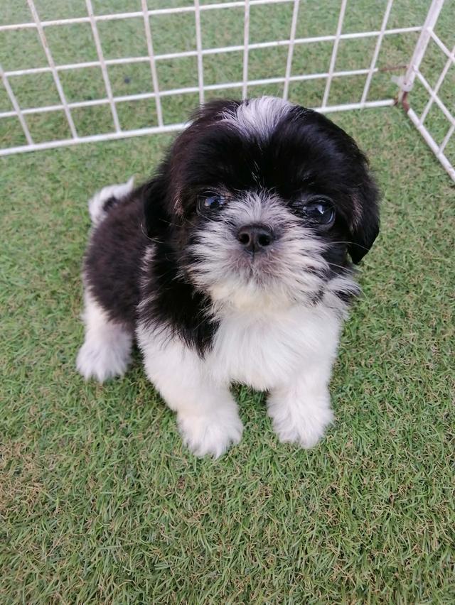 ชิสุห์ปอม สีขาวดำ ดญ.ชะเอม พร้อมย้าย