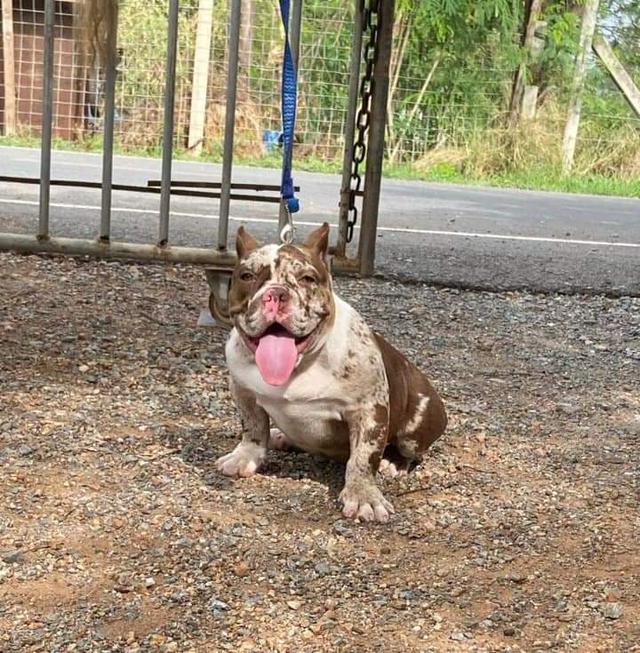 ขายอเมริกันบูลลี่ (American Bully) 2