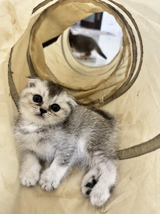 แมวสก็อตติสโฟร์