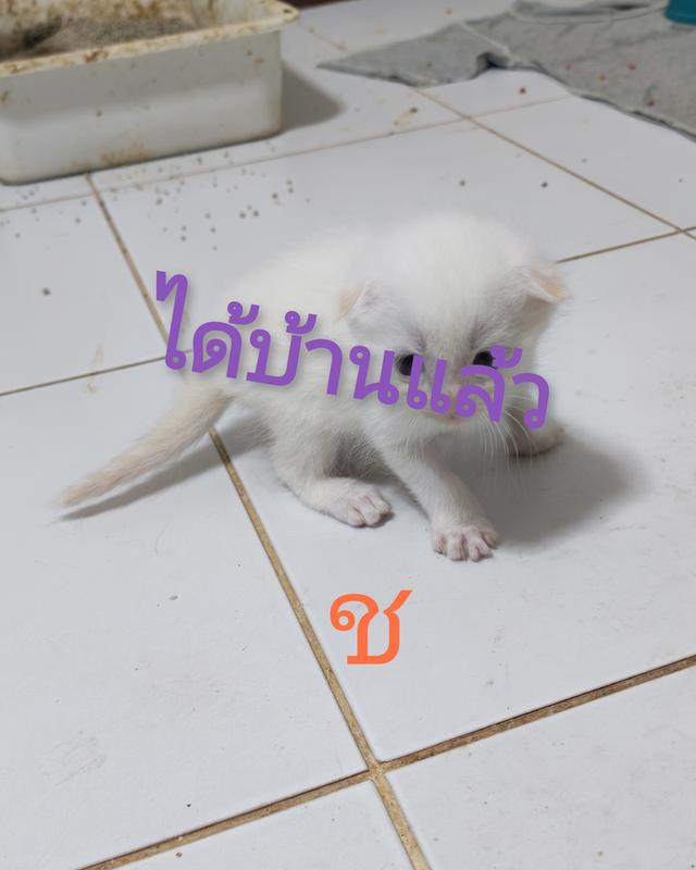 แมว สก็อตติ้สผสมมัทกิ้นขาสั้น รูปที่ 5