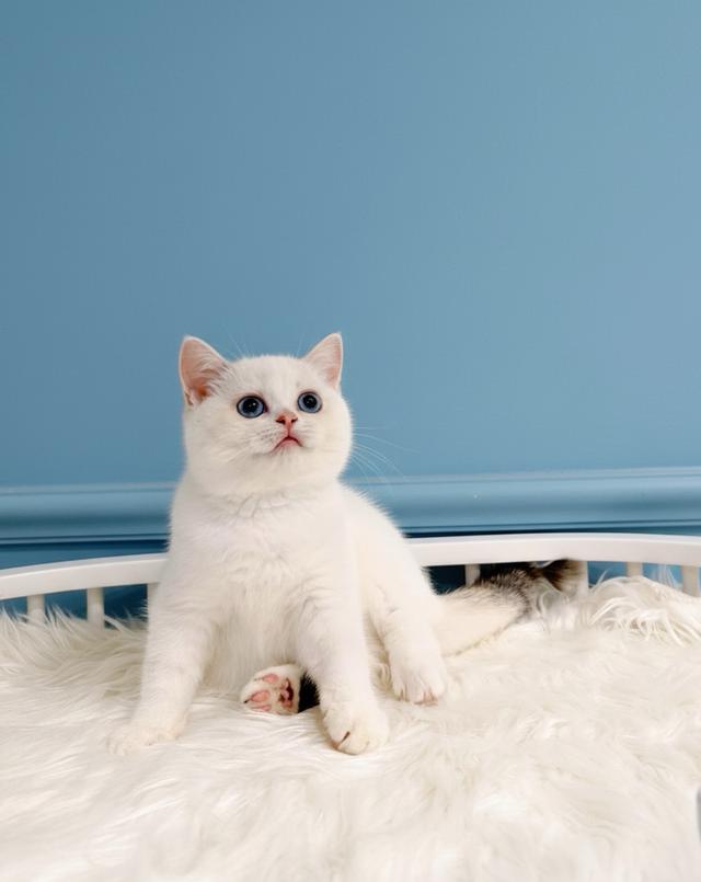 ขายแมวสก็อตติชโฟลด์แท้ฟอร์มหน้าหมีๆอายุ 3 เดือนพร้อมย้าย