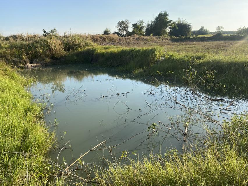 ที่ดิน11ไร่อยู่ถนน4เลนตัดใหม่กาฬสินธุ์-มุกดาหาร 8