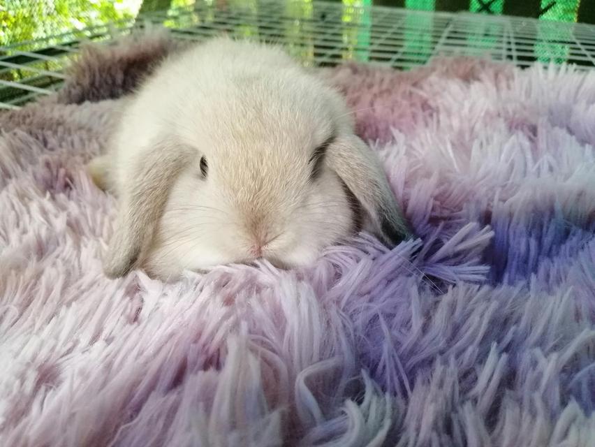 กระต่ายมินิลอป สวยมาก !! ที่สุด !!