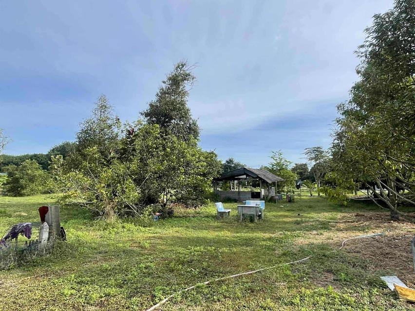 🏡✨ขายที่ดินเปล่าแปลงสวย – พร้อมปลูกบ้าน ทำเลดีใกล้เมืองระยอง✨🏡 10