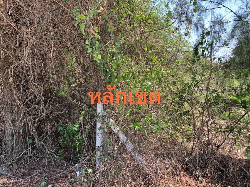 ขายที่ดิน เนื้อที่ 15-2-43 ไร่ (ครุฑแดง) 2