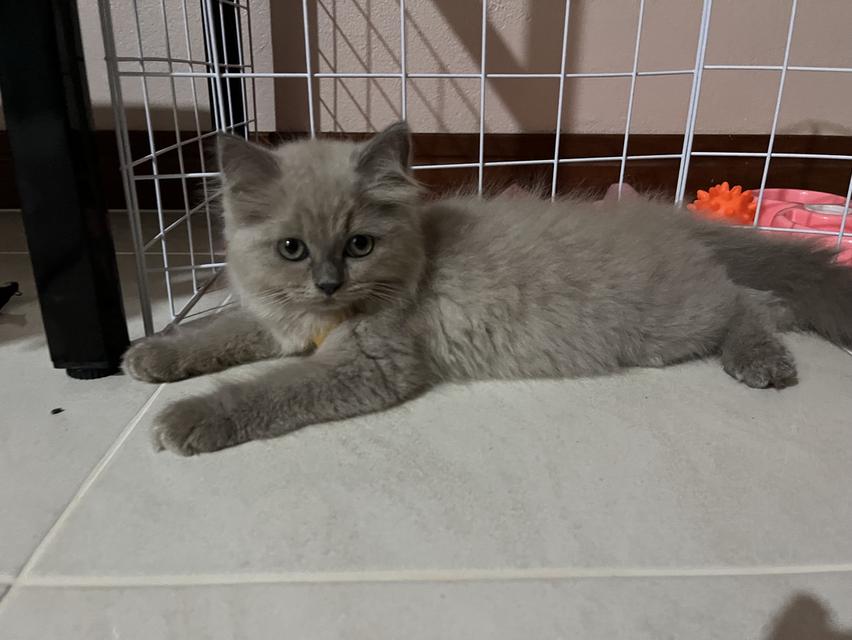 Persian Cat 3 months