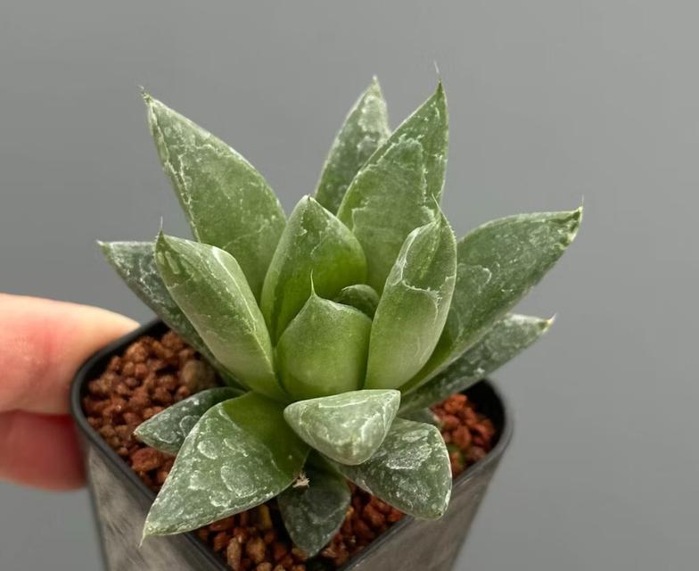 กุหลาบหินพันธุ์ Haworthia ราคาน่ารัก 2