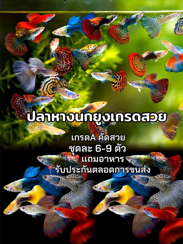ปลาหางนกยูง เกรดA 1