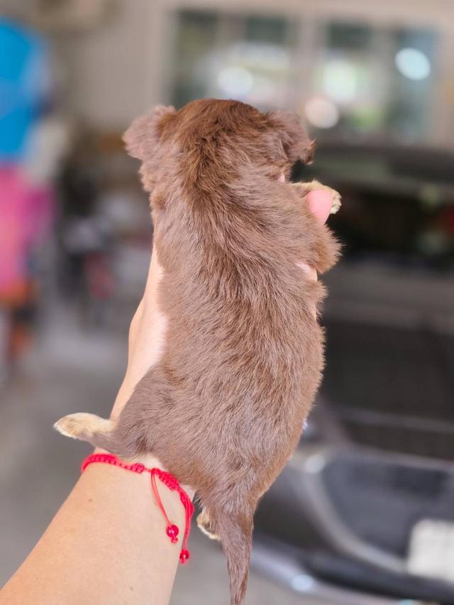 ชิวาวาแท้ขนยาว สีช็อค เพศผู้ 9